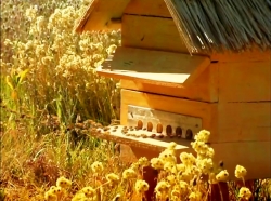 خیلی خیلی کوچک (1) (زنبوری که خواب ماند)